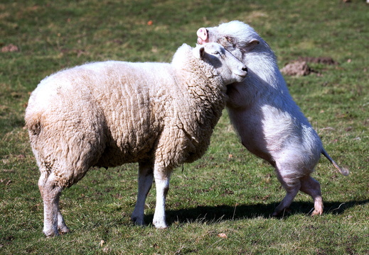 Minischwein "tanzt" mit Milchschaf