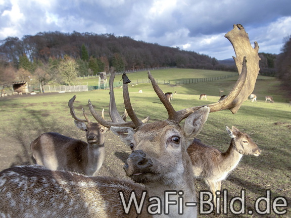 Damwild