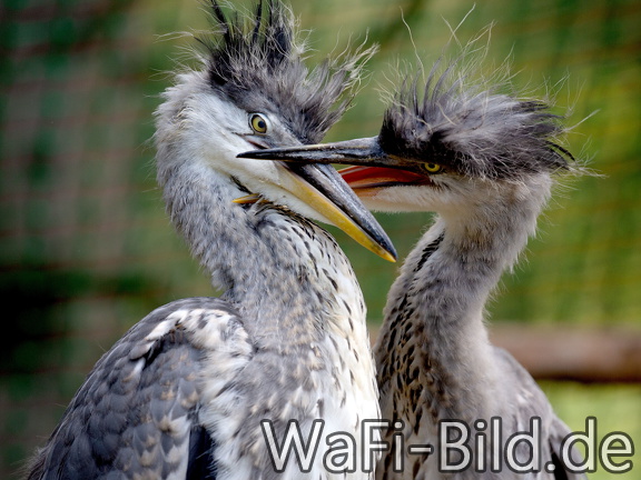 Junge Graureiher II