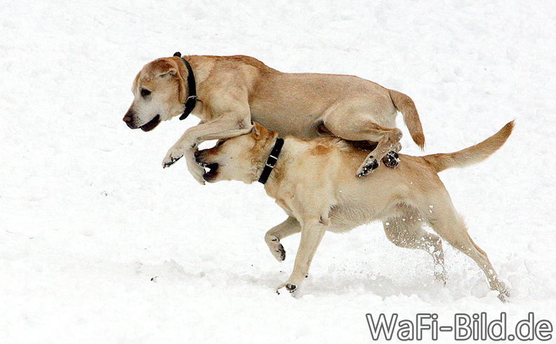 snowdogs.jpg