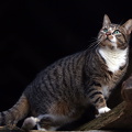 Hauskatze Rosi I