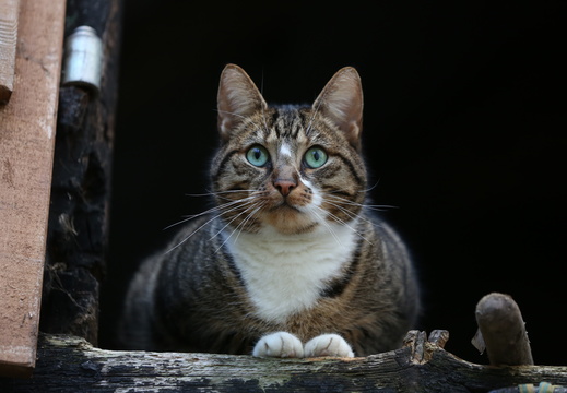 Hauskatze Rosi II