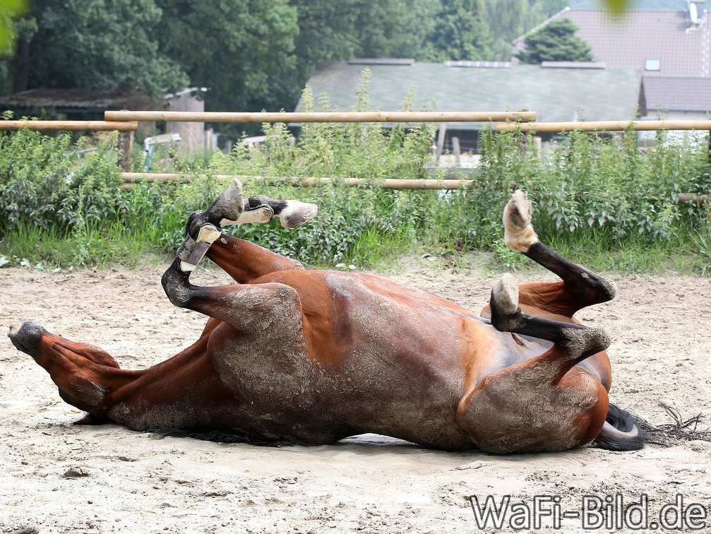 Pferd " Brauni" entspannt