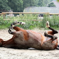 Pferd " Brauni" entspannt