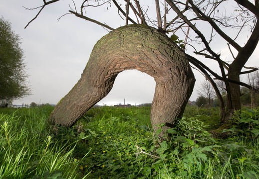 Ruhrwiese mit Baum