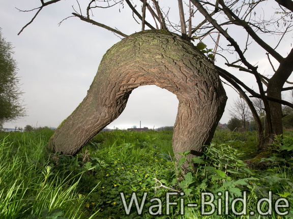 Ruhrwiese mit Baum