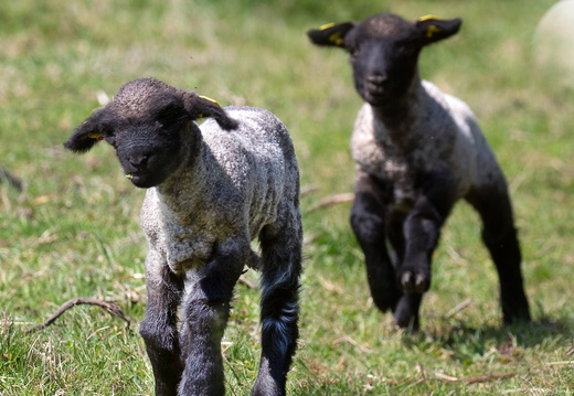 Englische Shropshire-Schafe I