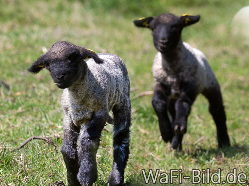 Englische Shropshire-Schafe I